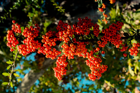 Wild fruit found in the tree in natureの写真素材
