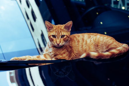 pictures of the Lovely cat as domestic animal in viewの写真素材