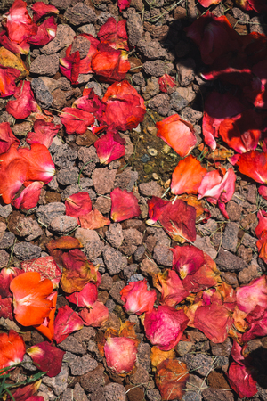 Soil on the garden ground covered with petalsの写真素材