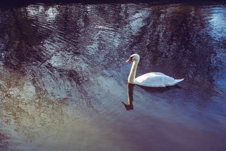 Single swans lives in the natural environmentの写真素材