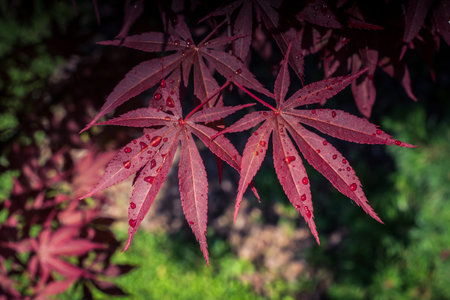 Leaves  as floral herbal nature background  texture