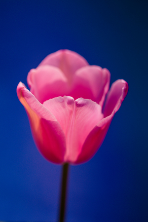 Colorful tulip flower bloom with a colorful backgroundの写真素材