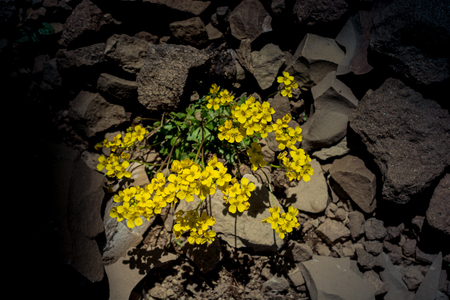 Blooming beautiful colorful wild flowers in Artvin highlandの写真素材