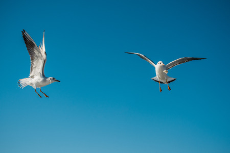 Seagull flying in a blue sky as a backgroundの写真素材