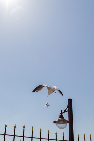 Single seagull flying in a sky as a backgroundの写真素材