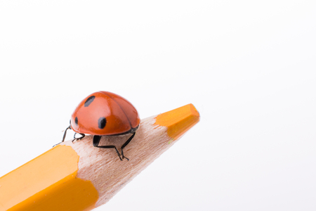 Beautiful photo of red ladybug walking on a color pencilの写真素材