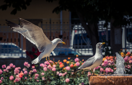 seagull by the fountain in the rose gardenの写真素材