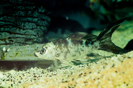 Beautiful colorful fish swims in the aquarium environmentの写真素材