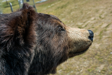 Head of a stuffed big black bear as wild animalの写真素材