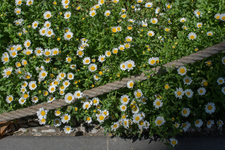 Blooming beautiful colorful natural flowers in viewの写真素材