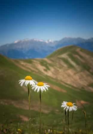 Blooming beautiful colorful wild flowers in Artvin highlandの写真素材