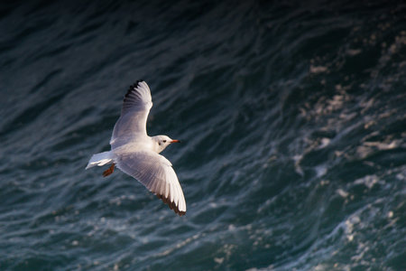Single seagull flying over sea the sea waters