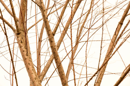 Part of a tree in the view as a background texture