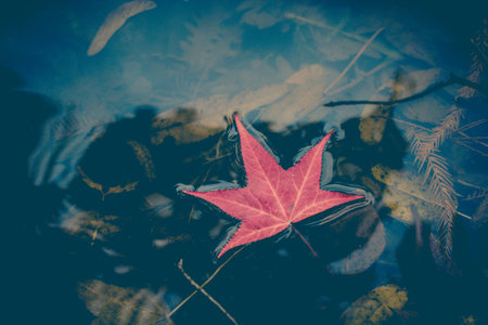 Autumn leaves texture for background.の写真素材