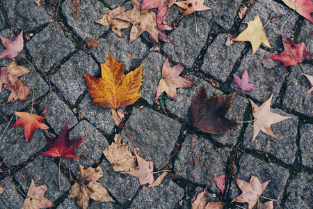 Autumn leaves texture for background.の写真素材