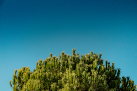 Top part of tree leaves with branches with sky viewの写真素材
