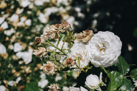 Soil on the garden ground covered with petalsの写真素材