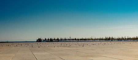 Seagulls are having a rest on a concrete groundの写真素材