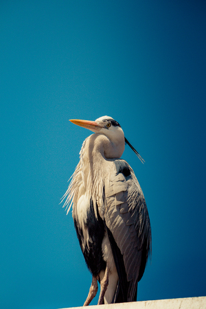 Cute bird as an image of wildlife and natureの写真素材