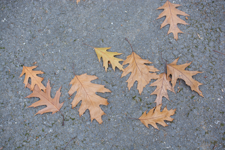 Autumn leaves texture for background.の写真素材