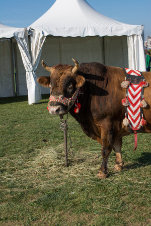 Brown bull with traditional Turkish fabric on it on green grass in displayの写真素材