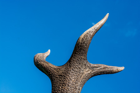 Horns of a preserved deer specimen in the blue skyの写真素材