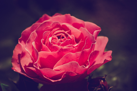 Beautiful colorful rose flower on garden backgroundの写真素材