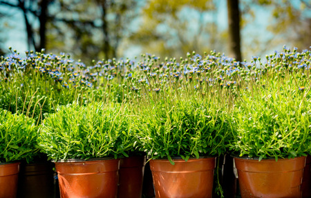 The Flower pot with beautiful flowers in itの写真素材