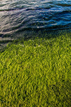Green moss grass for use as nature background