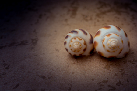 Two snail shells on a wooden background on displayの写真素材