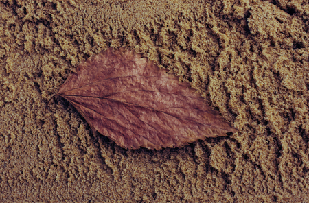 Dry tree leaf as an Autumnの写真素材