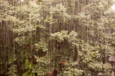 Close up of large tree during rain on displayの写真素材