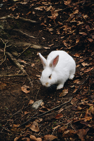 A cute white rabbit walking in the Autumn fieldの写真素材