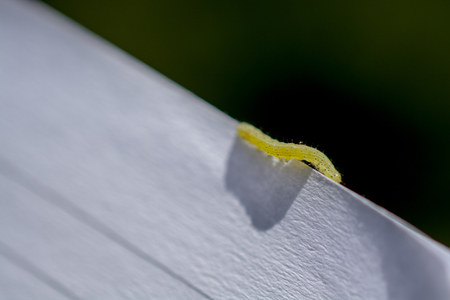 Small green caterpillar on a white woodenの写真素材