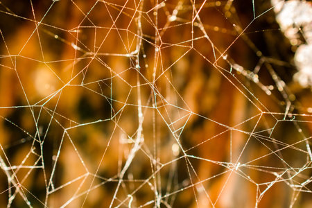 Spider web inside a cave in the view