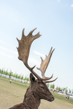 Preserved deer specimen on blue sky background on displayの写真素材
