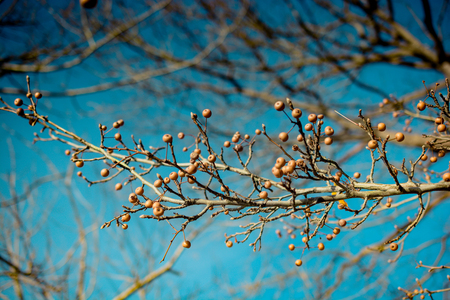 Wild fruit found in the tree in natureの写真素材