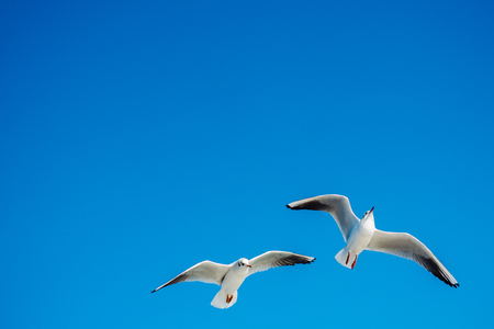 Seagull flying in a blue skyの写真素材