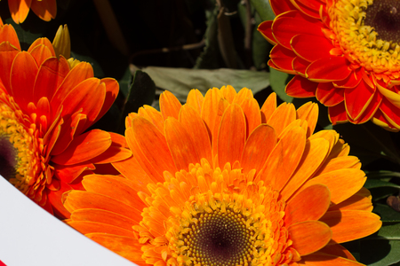 Beautiful colorful natural spring flowers in macro viewの写真素材