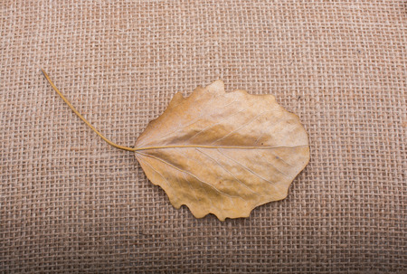 One separate dry leaf  of Autumn timesの写真素材