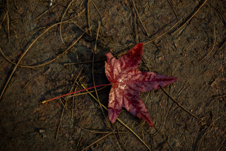 Dry tree leaf as an Autumn
