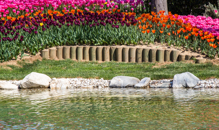 Beautiful tulips flower for postcard beauty concept designの写真素材