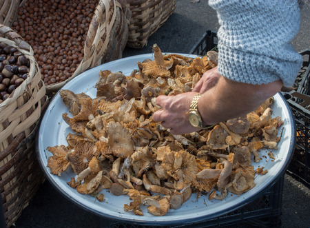 Mushrooms plant  collected for eating in viewの写真素材