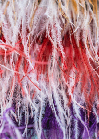 Collection of colored decorative feathers placed  on whiteの写真素材