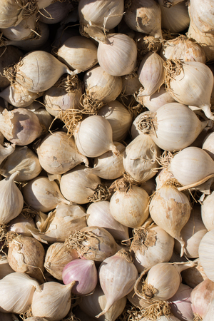 Bunch of garlic bulbs at the market placeの写真素材