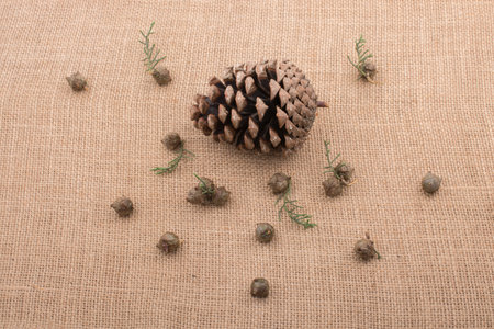 Plant pods, capsules and pine cones on canvas background