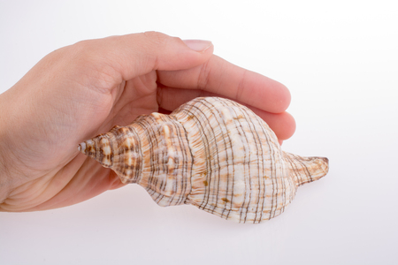 Hand holding Beautiful sea shell on a white backgroundの写真素材