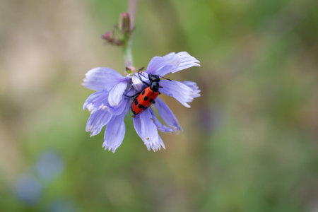 Insect  feeding on a flower  in nature