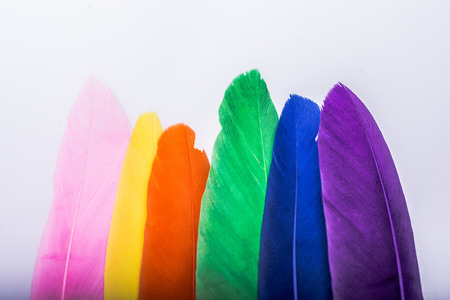 Studio shot photo of colored bird feathers as texture backgroundの写真素材