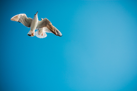 Pair of  seagulls are flying in a sky as a backgroundの写真素材